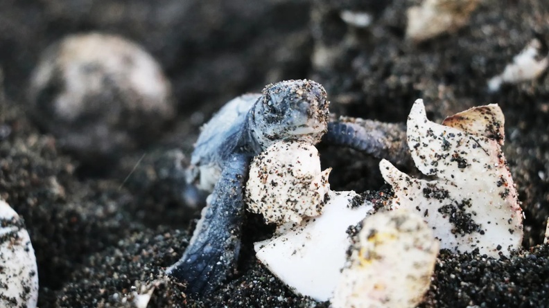Baby green turtle hatches on a beach in Samandağ, Turkey